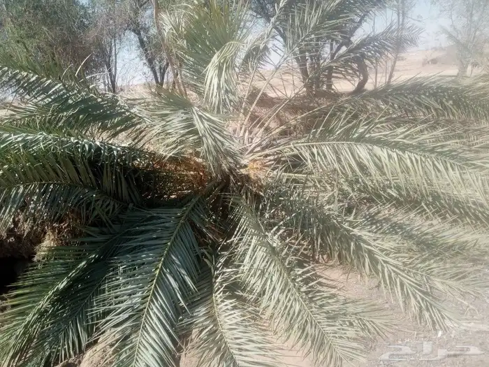 جريد نخيل للبيع 0