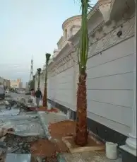 نخل واشنطونياء زينة للبيع نخل واشنطوني 1