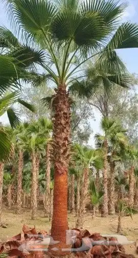 نخل واشنطونياء زينة للبيع نخل واشنطوني 0