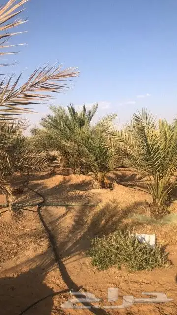 نقوم بتركيب الشبوك شبوك المزارع بجميع انواعها وتركيب جلسات ع 9