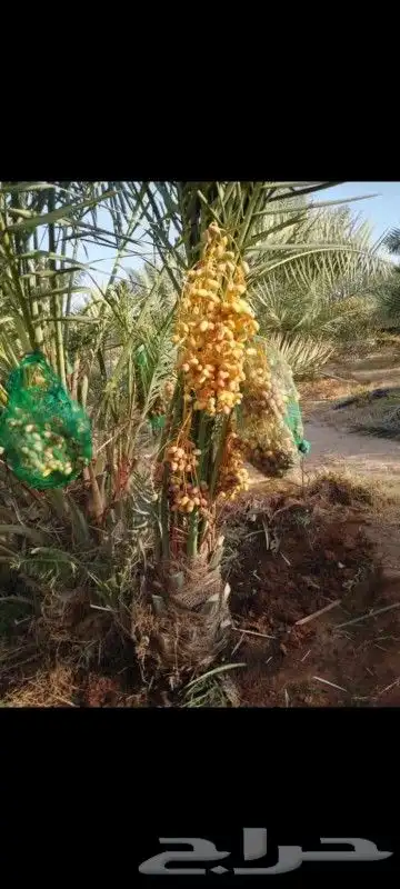 نخل الزلفي المثمرة 8