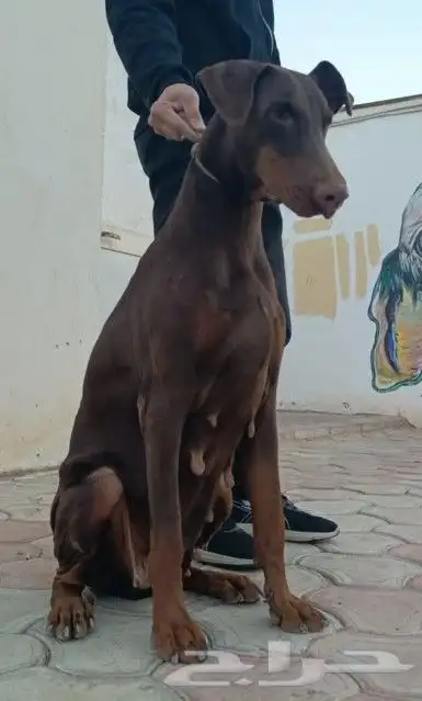 انثي دوبر مان 3