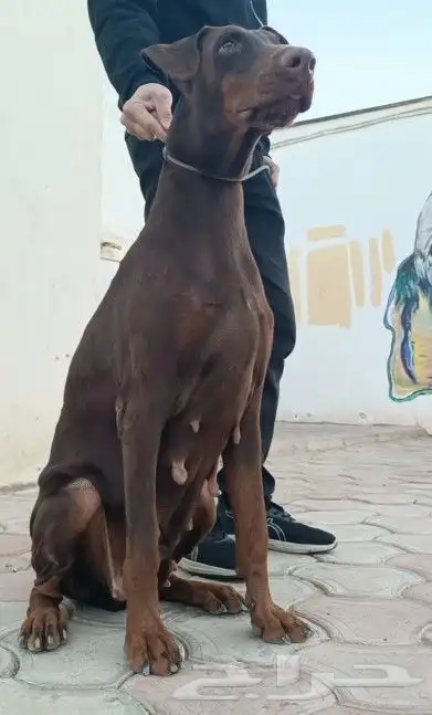 انثي دوبر مان 2