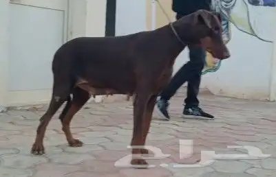 انثي دوبر مان 1