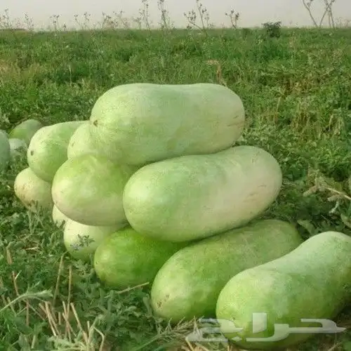 بذور حبحب جامبو 5000 بذرة 1