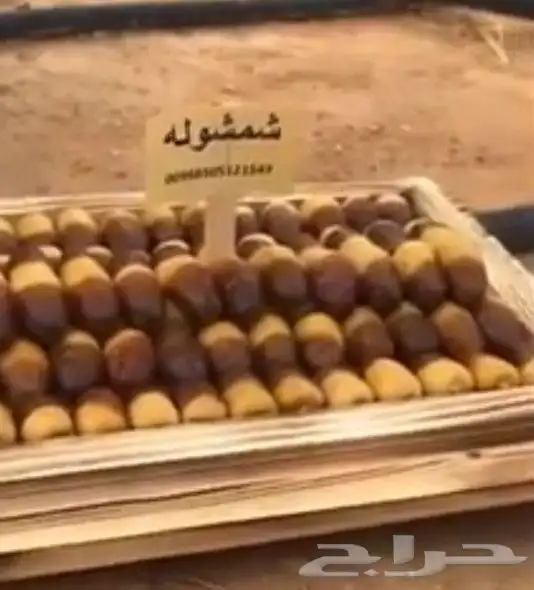 نخل الزلفي المثمرة 7