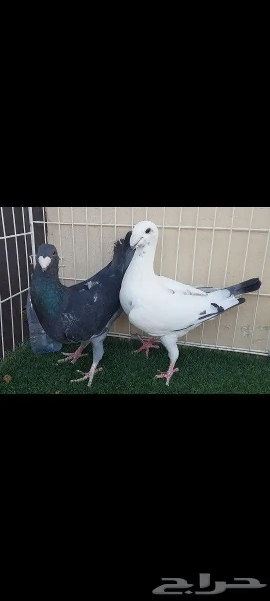 جوز هومر بفرخه 3