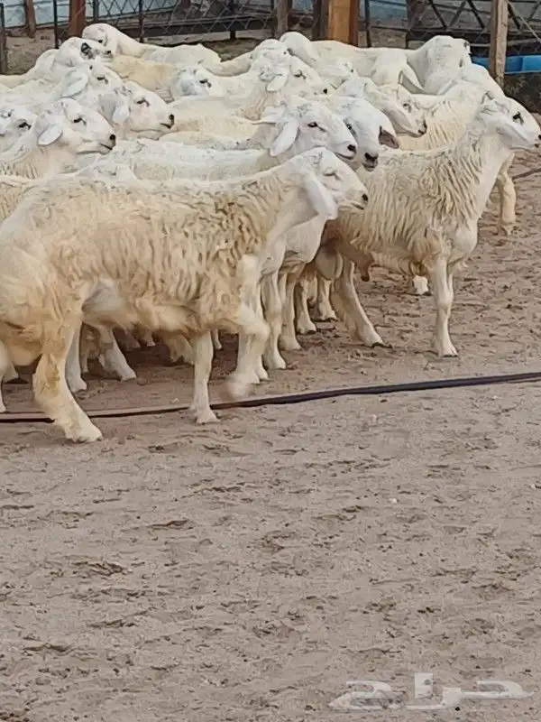 طليان حري للبيع 3