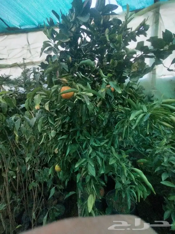 تنسيق حدائق 0