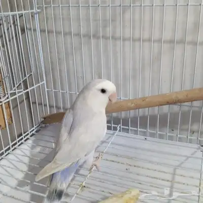روز دكر 1