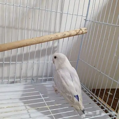 روز دكر 2