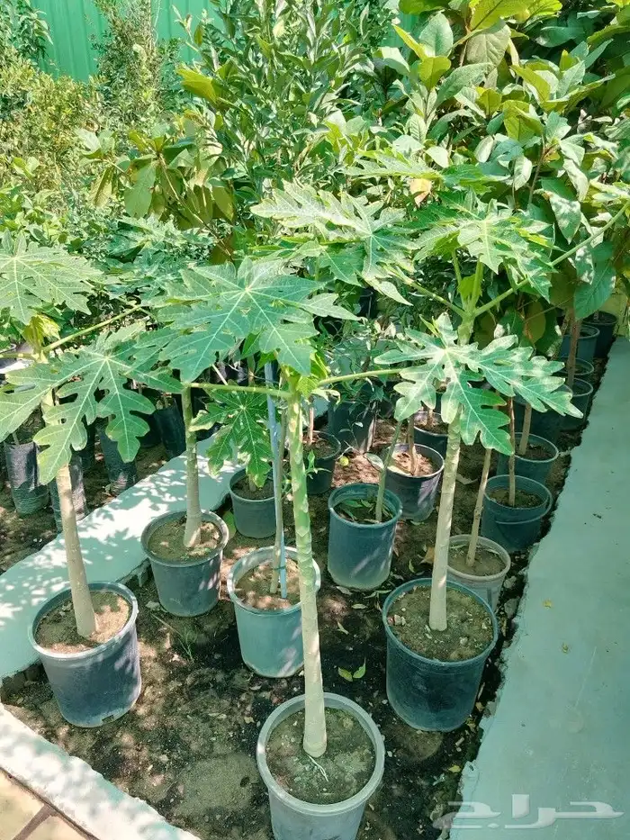 تنسيق حدائق 8