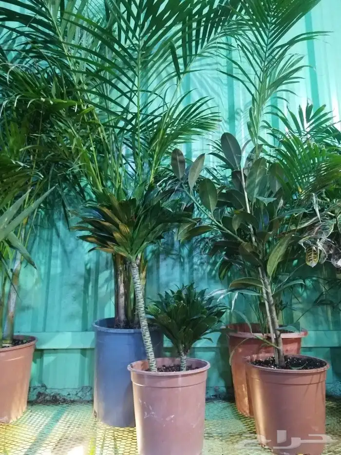 تنسيق حدائق 17