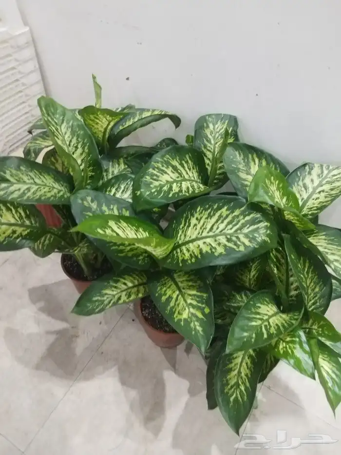 تنسيق حدائق 7