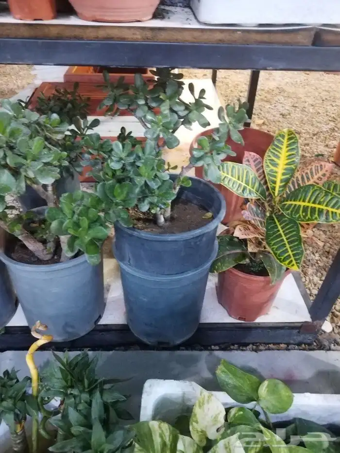 تنسيق حدائق 15