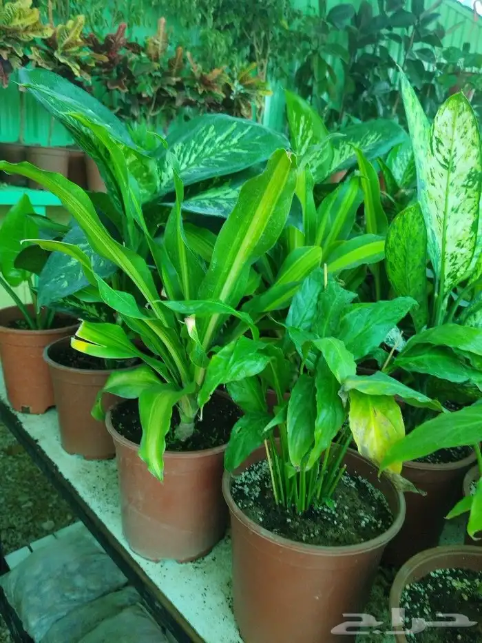 تنسيق حدائق 24