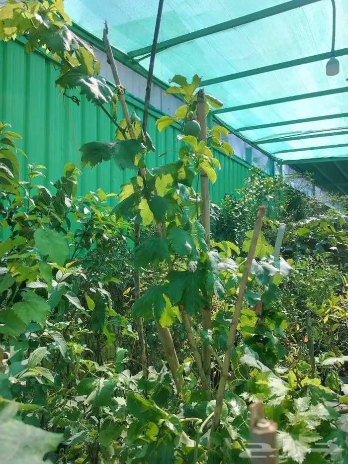 تنسيق حدائق 10