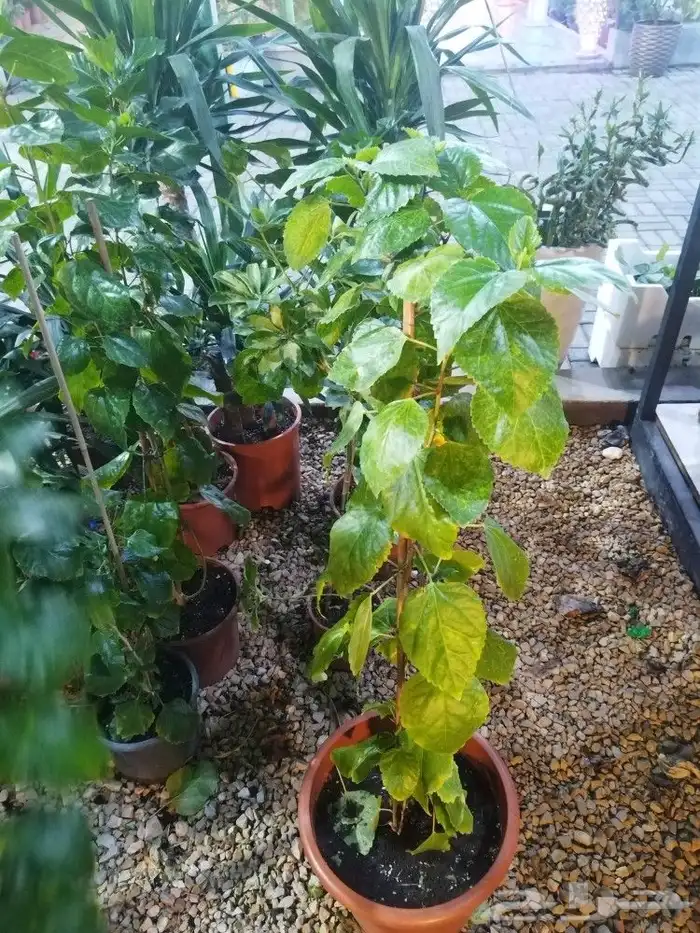 تنسيق حدائق 14