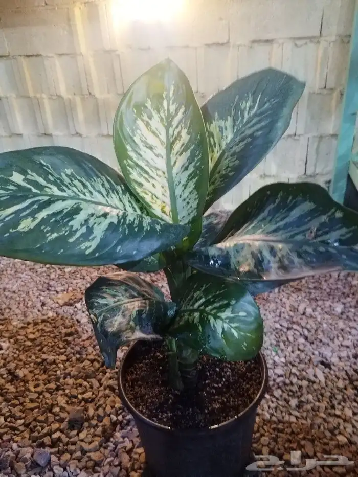 تنسيق حدائق 16