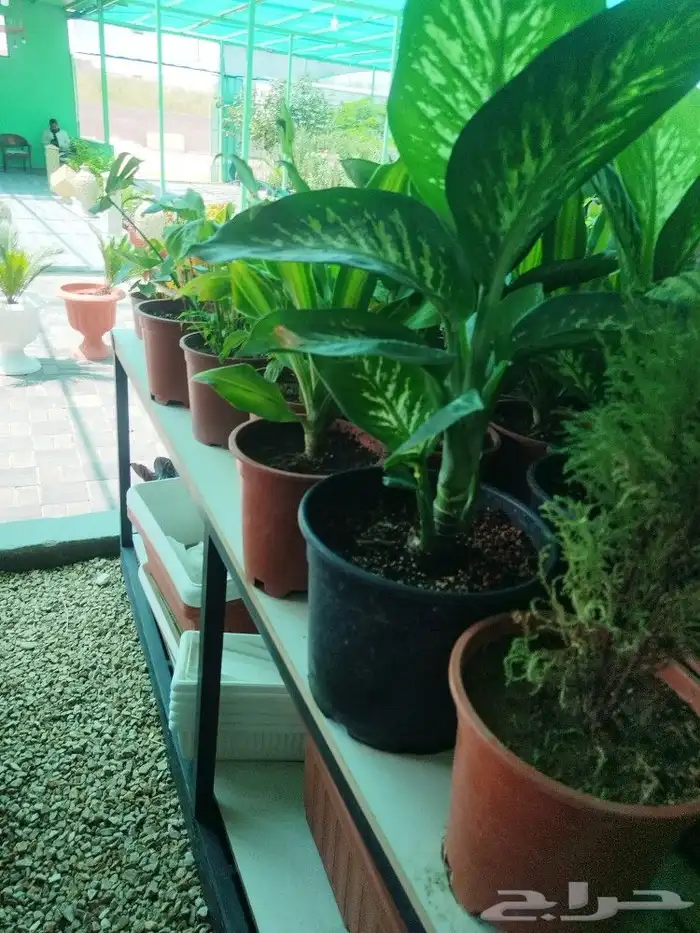 تنسيق حدائق 25