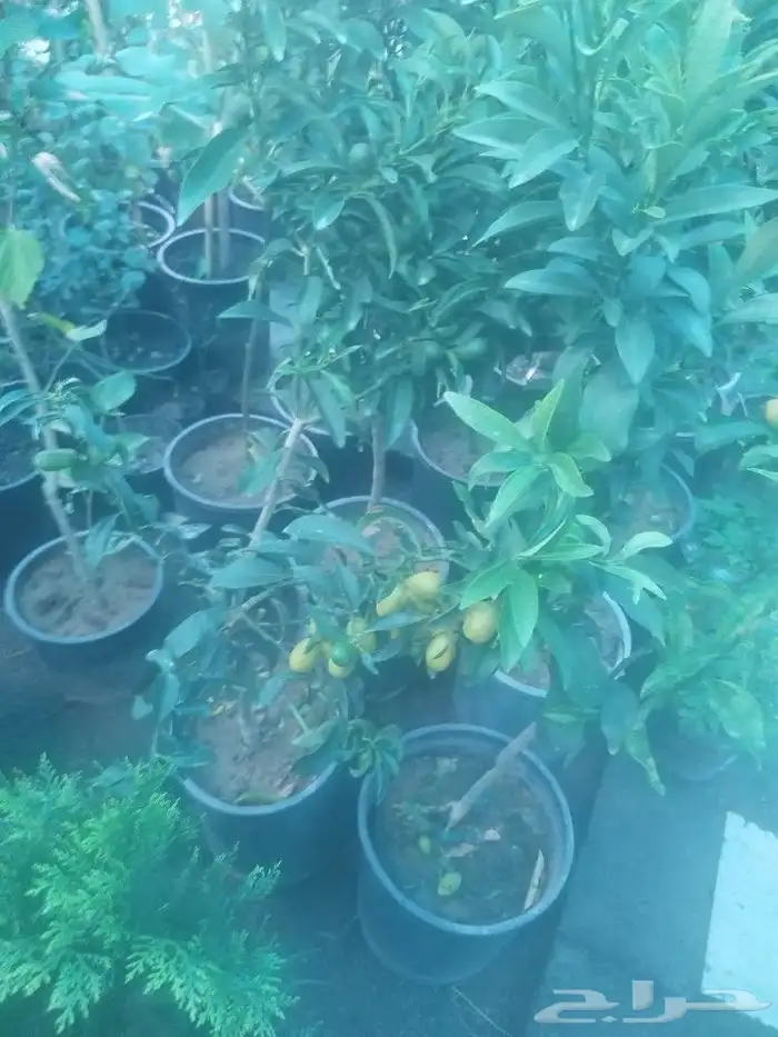 تنسيق حدائق 1