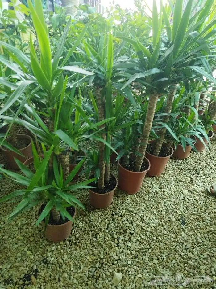 تنسيق حدائق 23