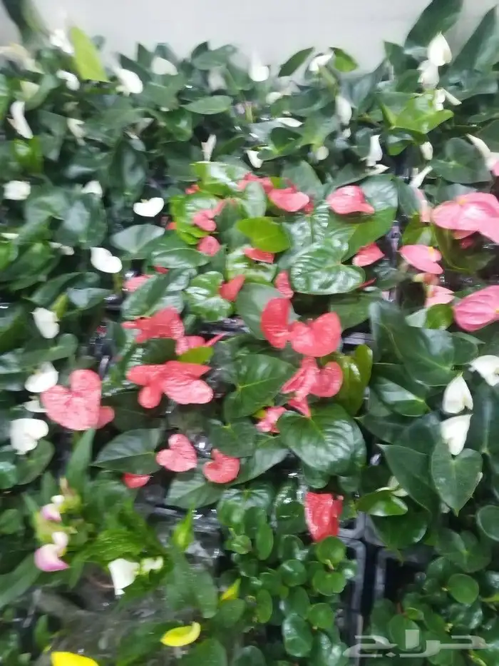 تنسيق حدائق 6