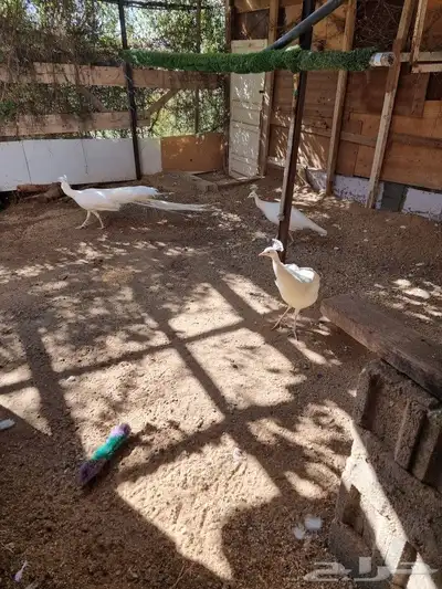 طاؤؤس أبيض للبيع 2