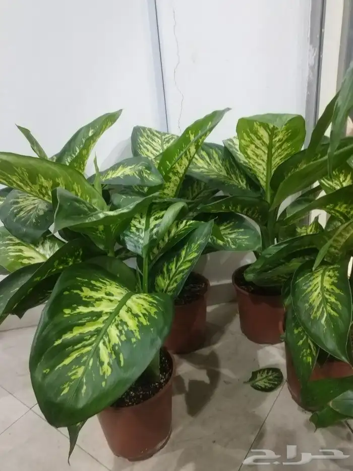 تنسيق حدائق 5