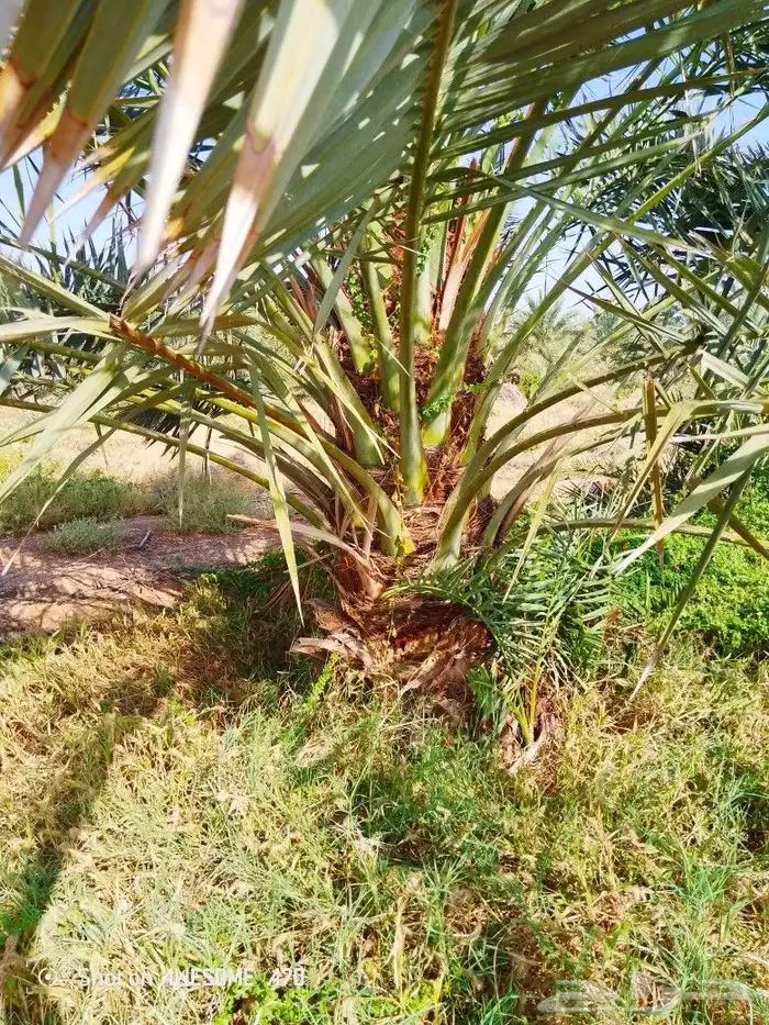 نخل وجثايث القصيم اسعرنا معقوله 1