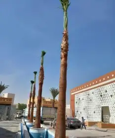 نخيل وشنطوني زينه 0