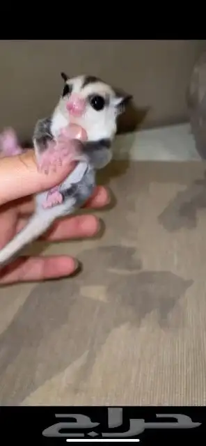 فروخ شوقر قلايدر 0