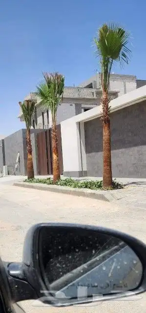 نخيل واشنطني جميع المقاسات 3