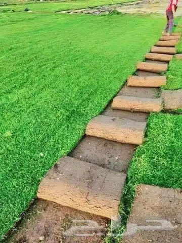 ثيل انجيله طبيعي سي الفين درجه اولى شرط 6