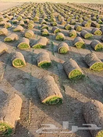 ثيل انجيله طبيعي سي الفين درجه اولى شرط 7