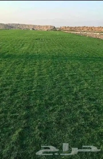 ثيل انجيله طبيعي سي الفين درجه اولى شرط 2