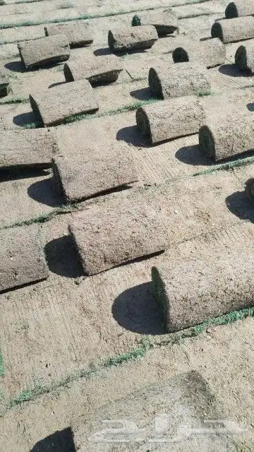 نخيل مثمر شيرازيه شمشوله حوشانه مصيفه 7