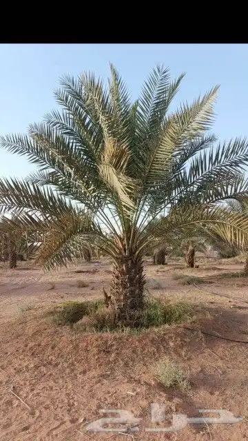 نخيل مثمر شيرازيه شمشوله حوشانه مصيفه 0