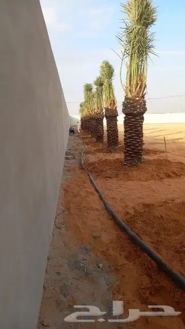 زراعه النخل 8
