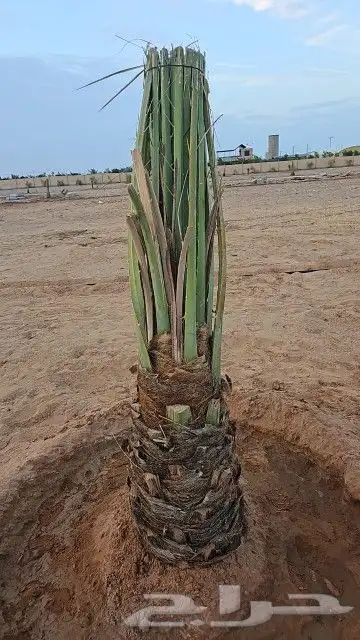 نخيل مثمر شيرازيه شمشوله حوشانه مصيفه 3