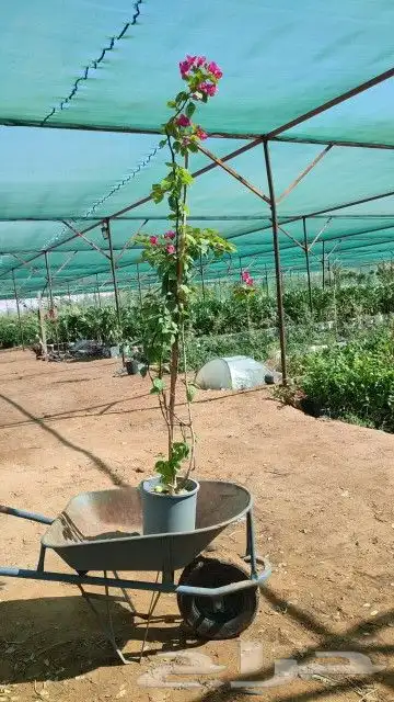 جهنميه الرياض ياسمين هندي ورد زهور شتلات اشجار 7