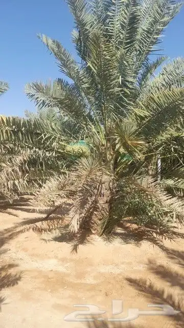 نخيل مثمر شيرازيه شمشوله حوشانه مصيفه 8