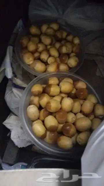 نخيل مثمر شيرازيه شمشوله حوشانه مصيفه 9