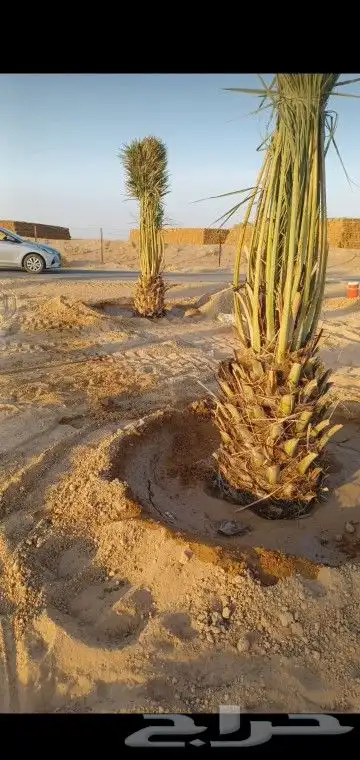 جميع انواع انخيل 0