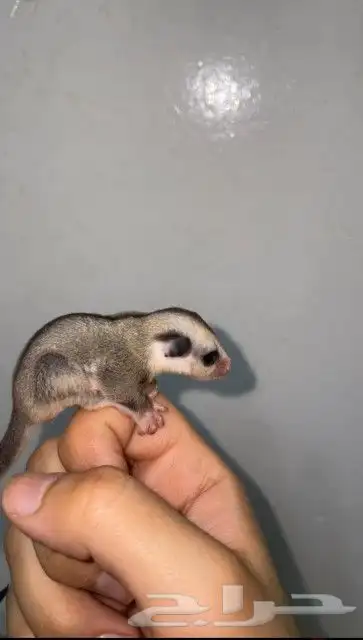 فروخ شوقر قلايدر 1