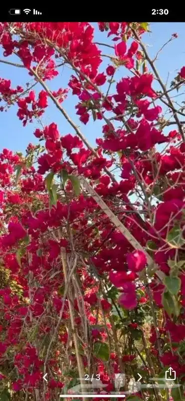 جهنميه الرياض ياسمين هندي ورد زهور شتلات اشجار 2