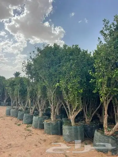 تنسيق حدائق و زراعة ثيل فرنسي 14