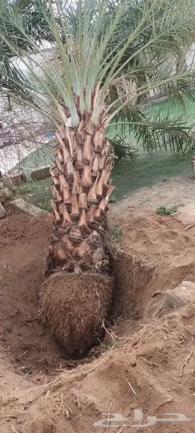 يوجد لدينا جميع انواع انخيل 5