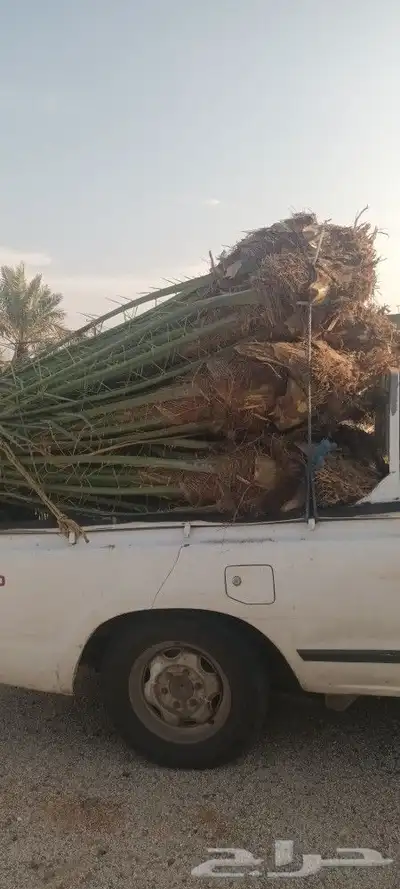 يوجد لدينا جميع انواع انخيل 7
