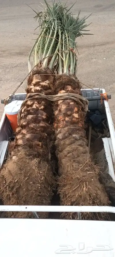 يوجد لدينا جميع انواع انخيل 0